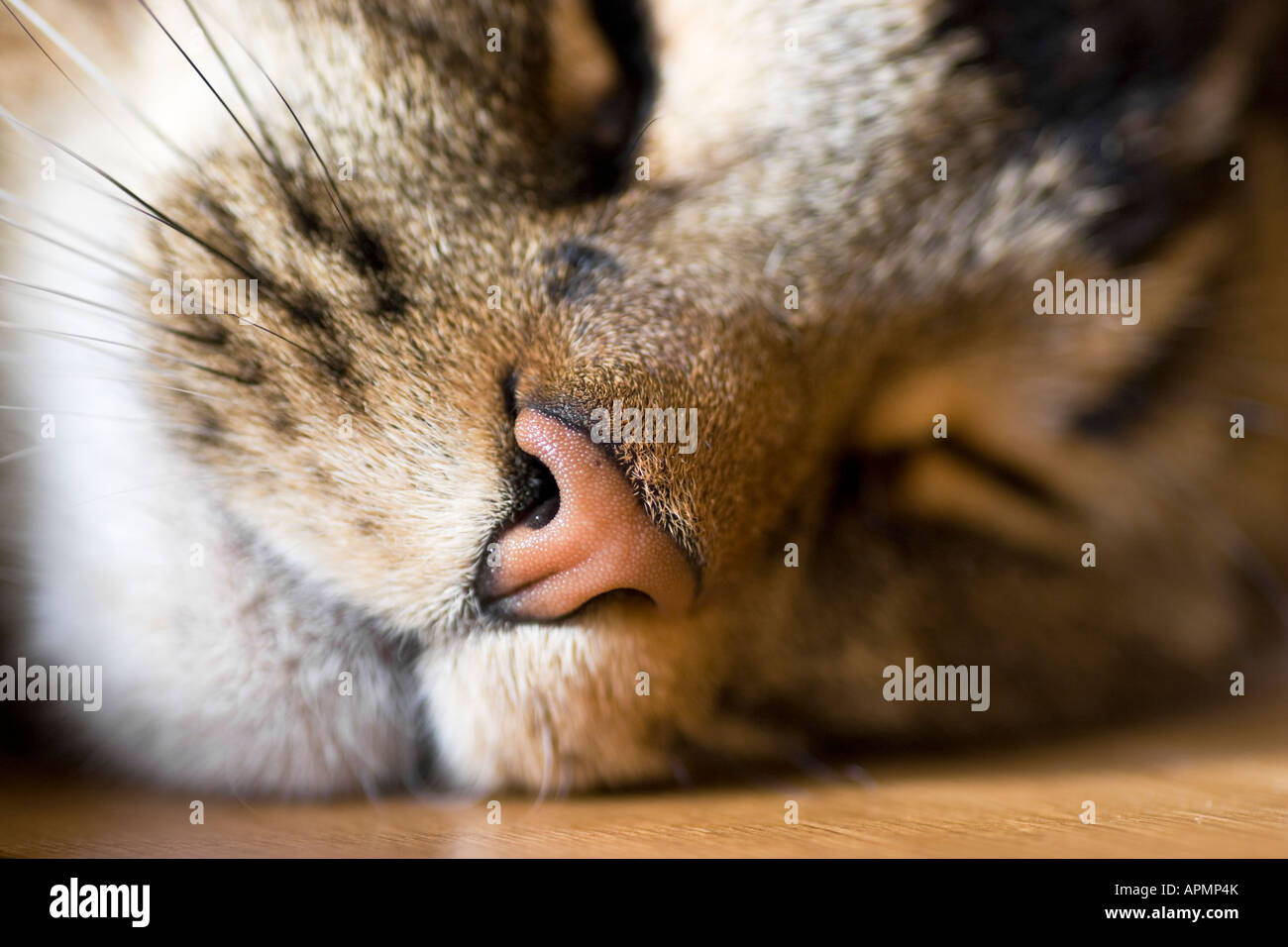 Schlafende Katze, Felis catus Stockfoto