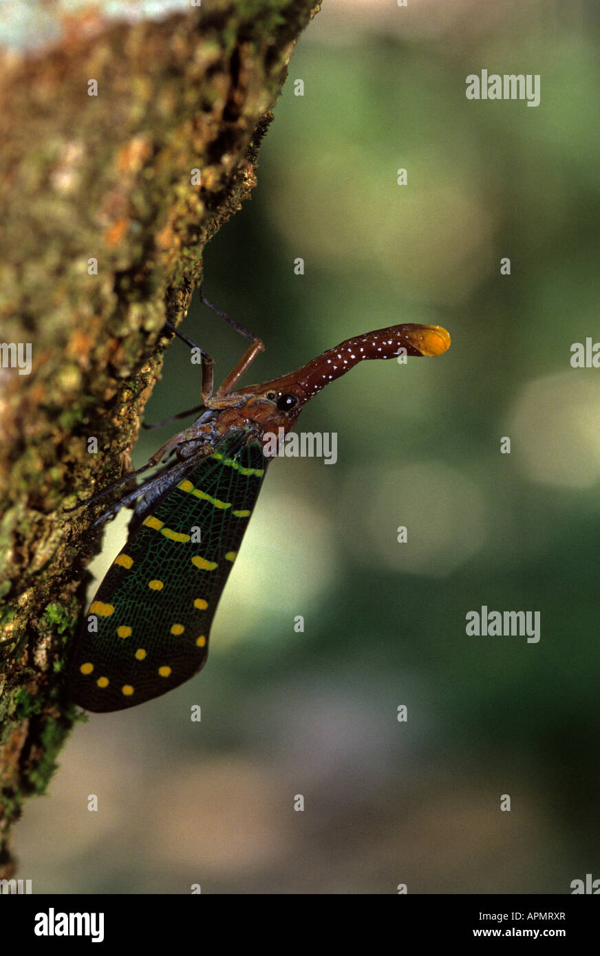 Laterne Bug fliegen, Pyrops Intricata. Gunung Mulu National Park. Sarawak Malaysia Borneo Stockfoto