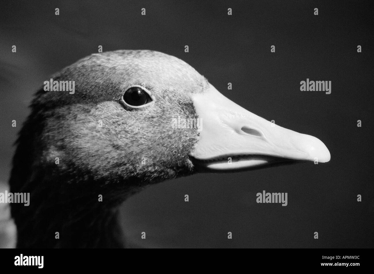 Duck profil -Fotos und -Bildmaterial in hoher Auflösung – Alamy