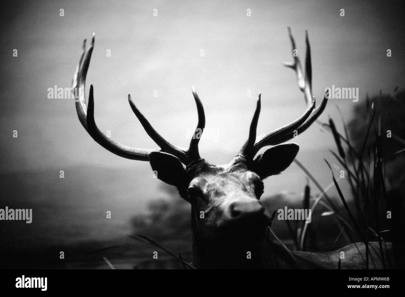 Hirsch Stockfoto
