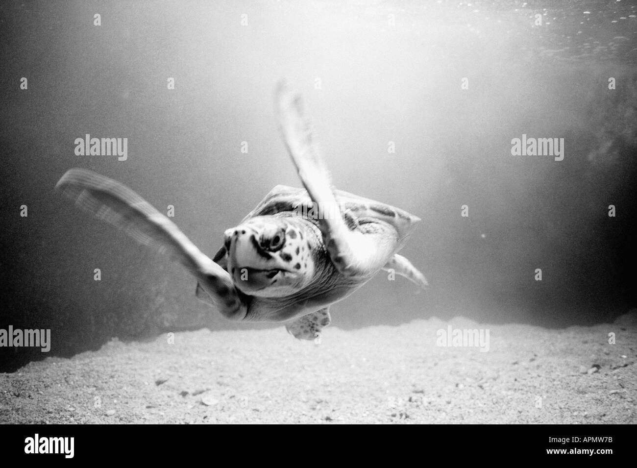 Meeresschildkröten schwimmen Stockfoto