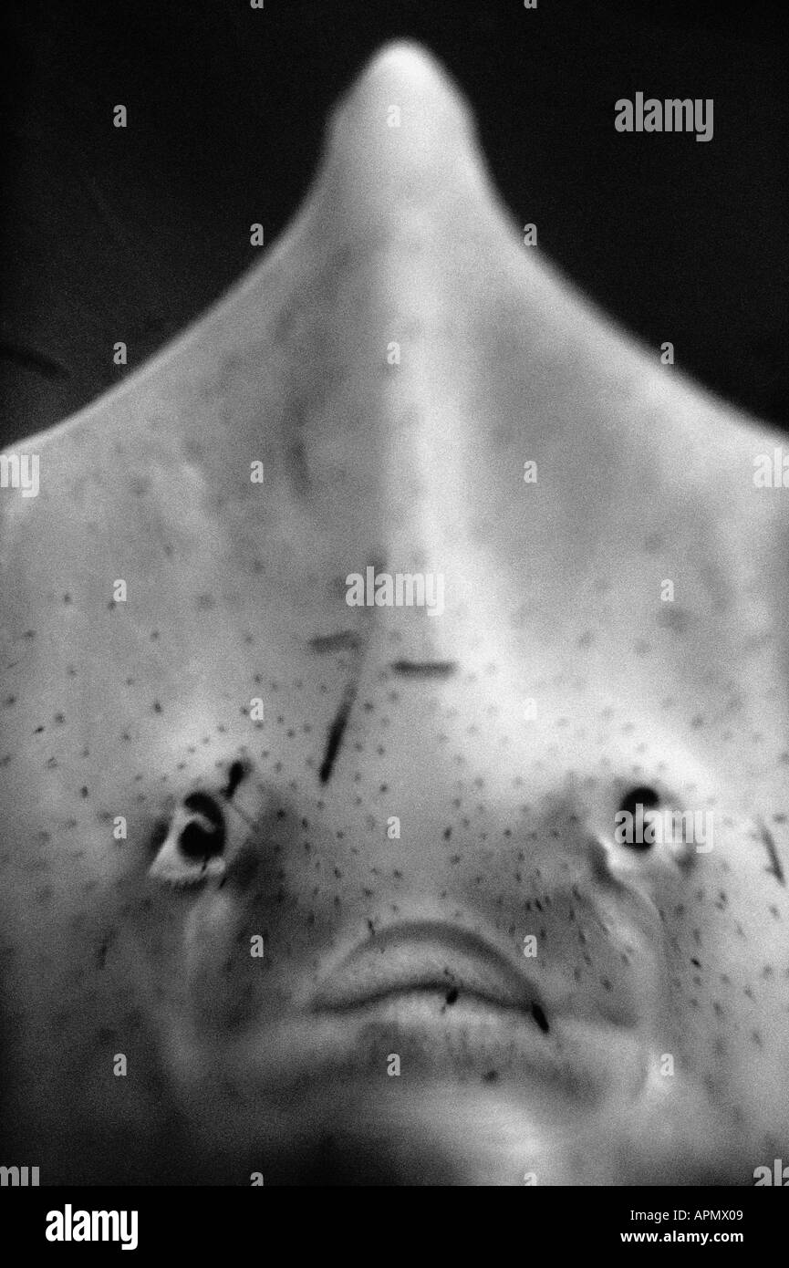 Lange Nase skate Stockfoto