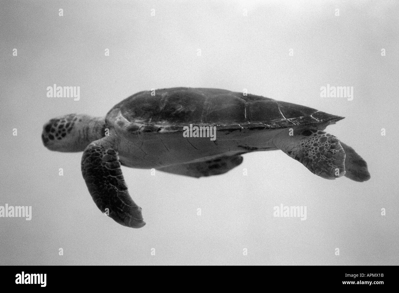 Grüne Schildkröte Stockfoto