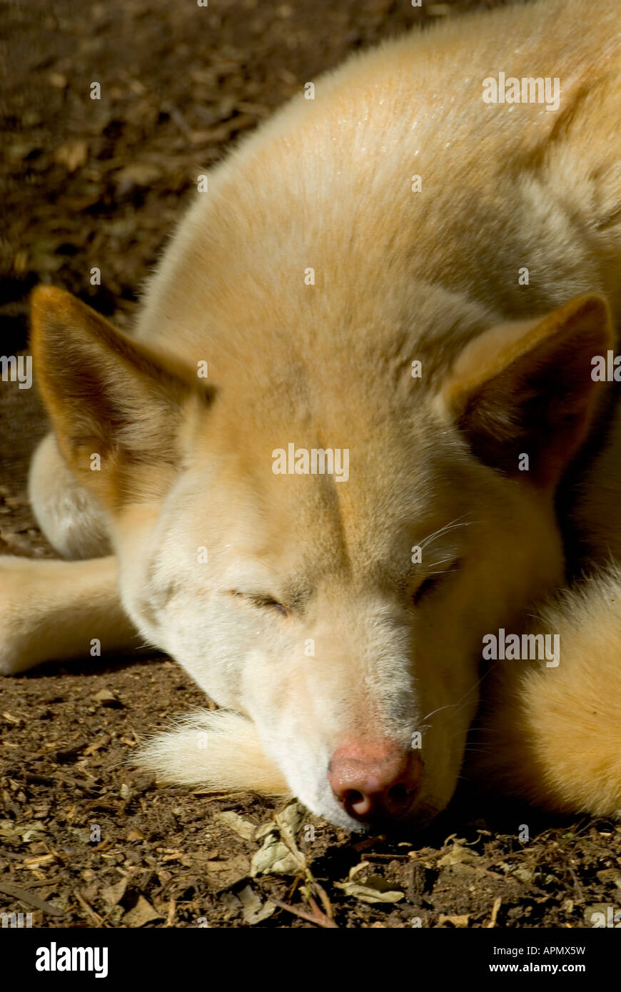 Dingo Canis Lupus dingo Stockfoto
