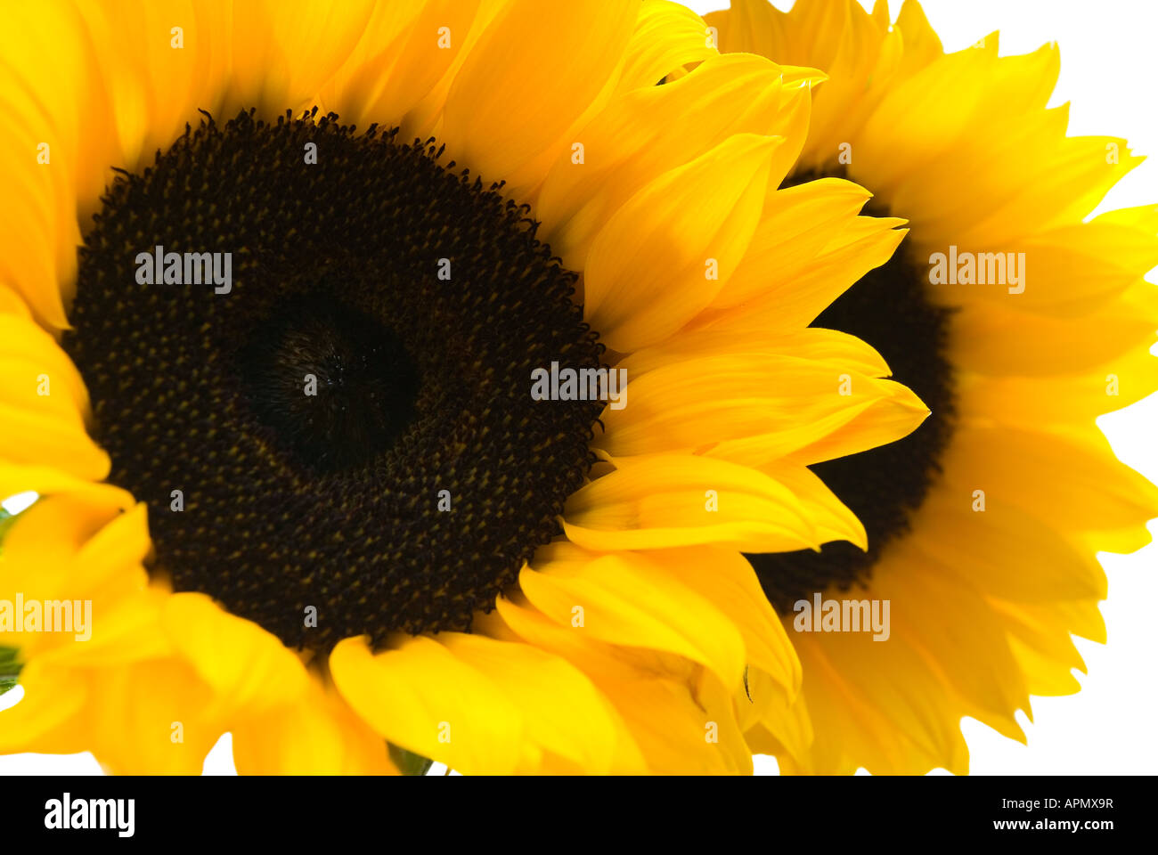 Die Sonnenblume Stockfoto