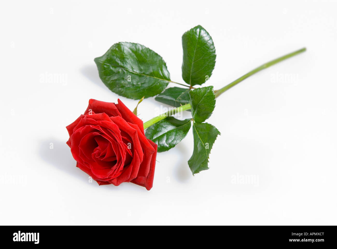 Einzelne rote Rose Stockfoto