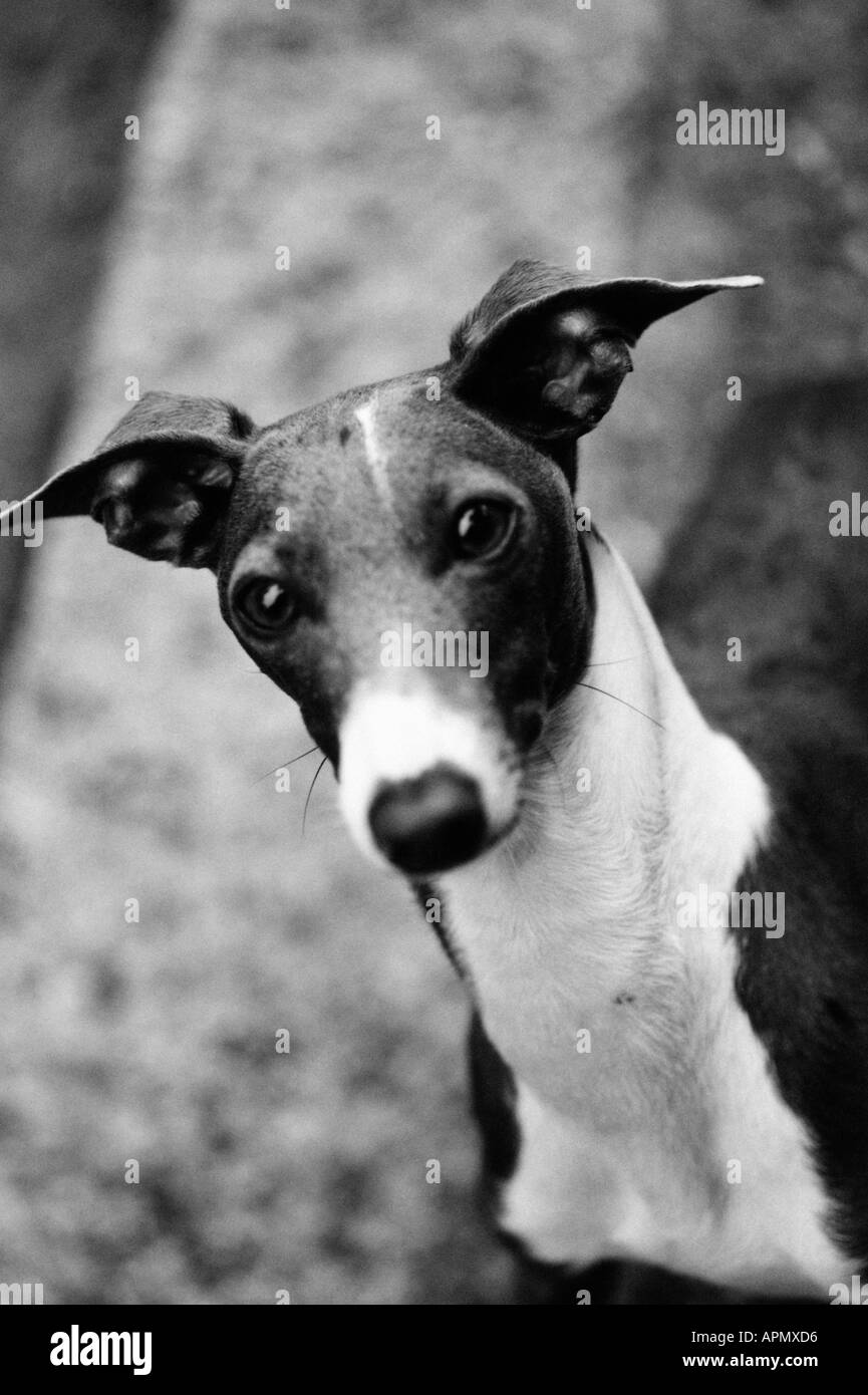 Porträt von schwarzen und weißen Hund Stockfoto