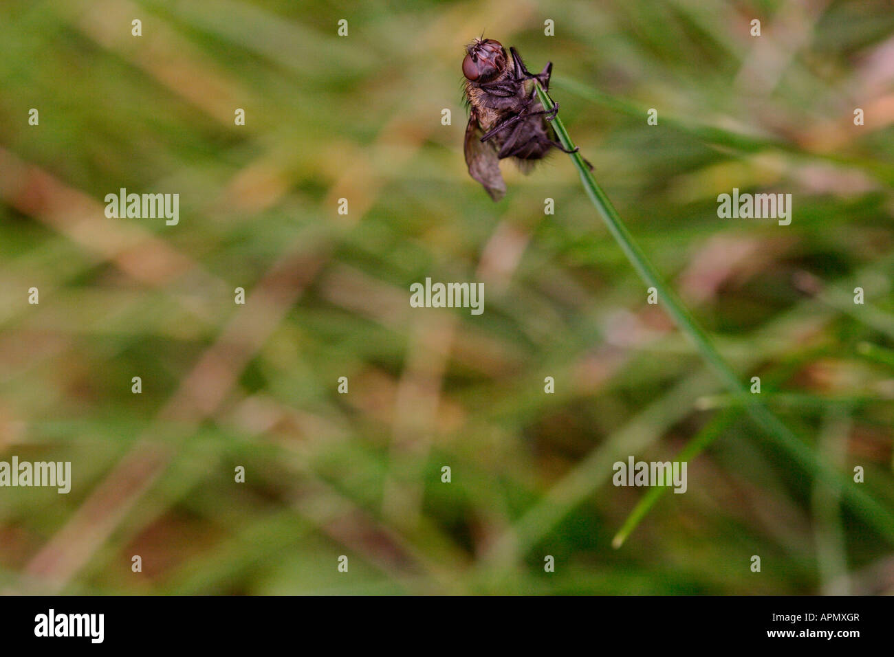 Cluster-Fliege, Pollenia Rudis, UK Stockfoto