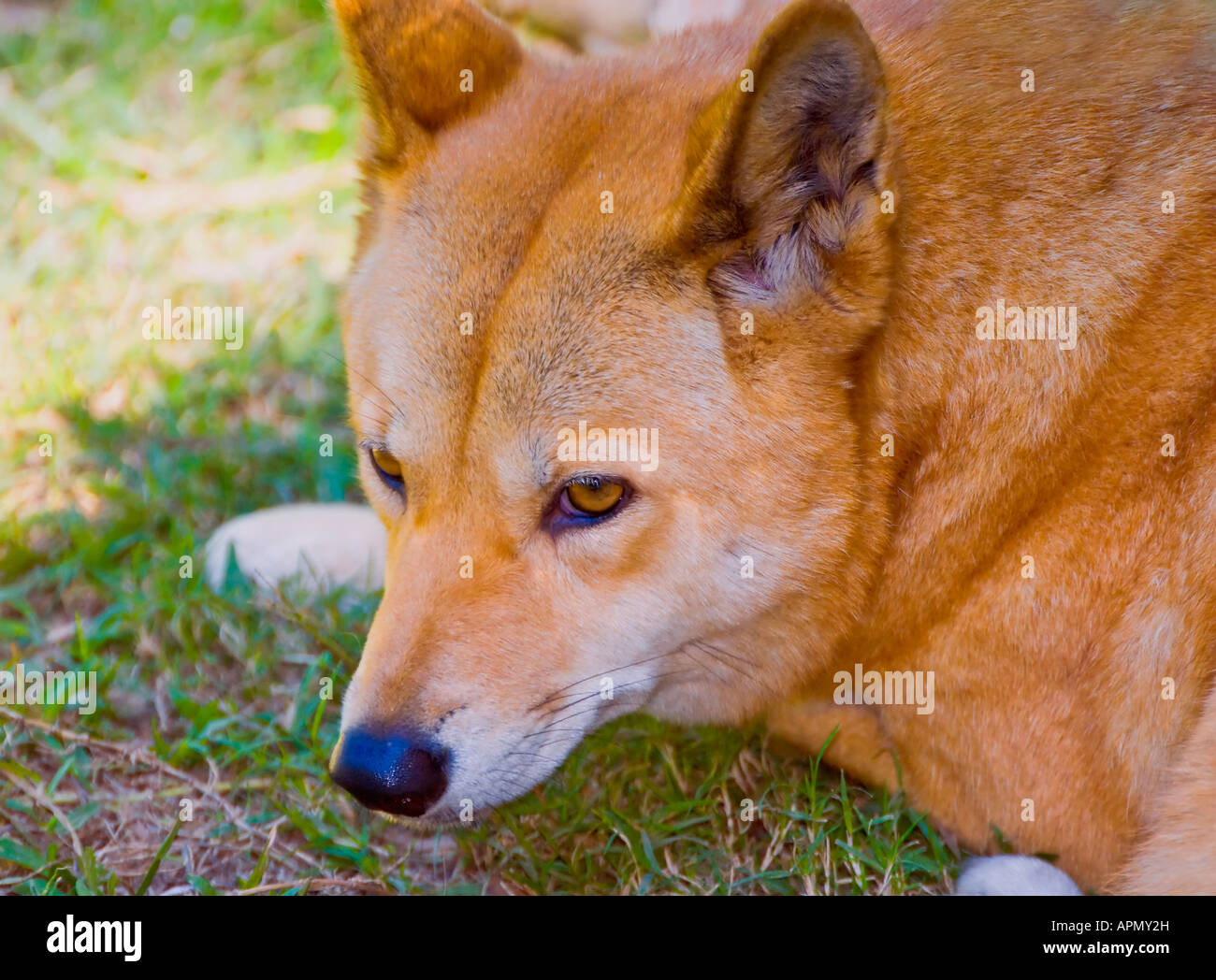 Dingo Canis Lupus dingo Stockfoto