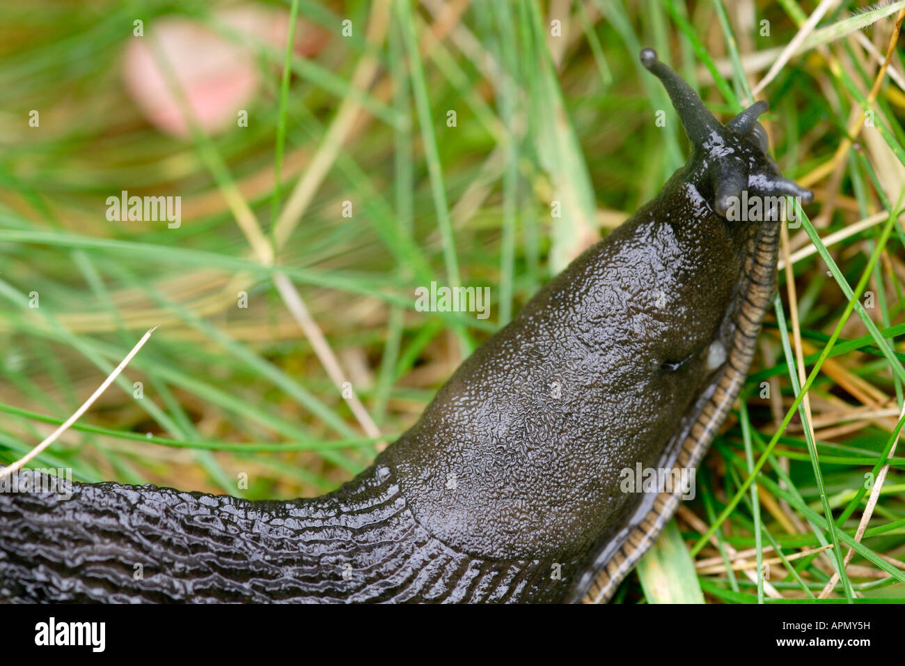 Große schwarze Nacktschnecke, Arion Ater, UK Stockfoto