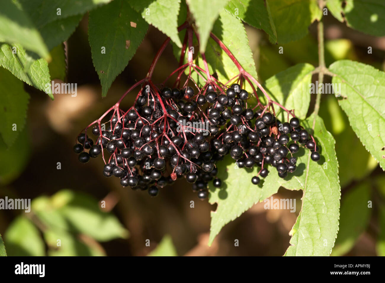 Reife Holunderbeeren wachsen wild in Norfolk, Großbritannien Stockfoto