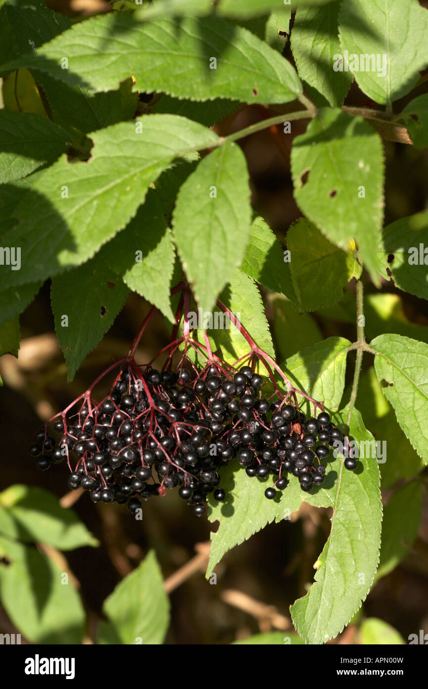 Reife Holunderbeeren wachsen wild in Norfolk, Großbritannien Stockfoto