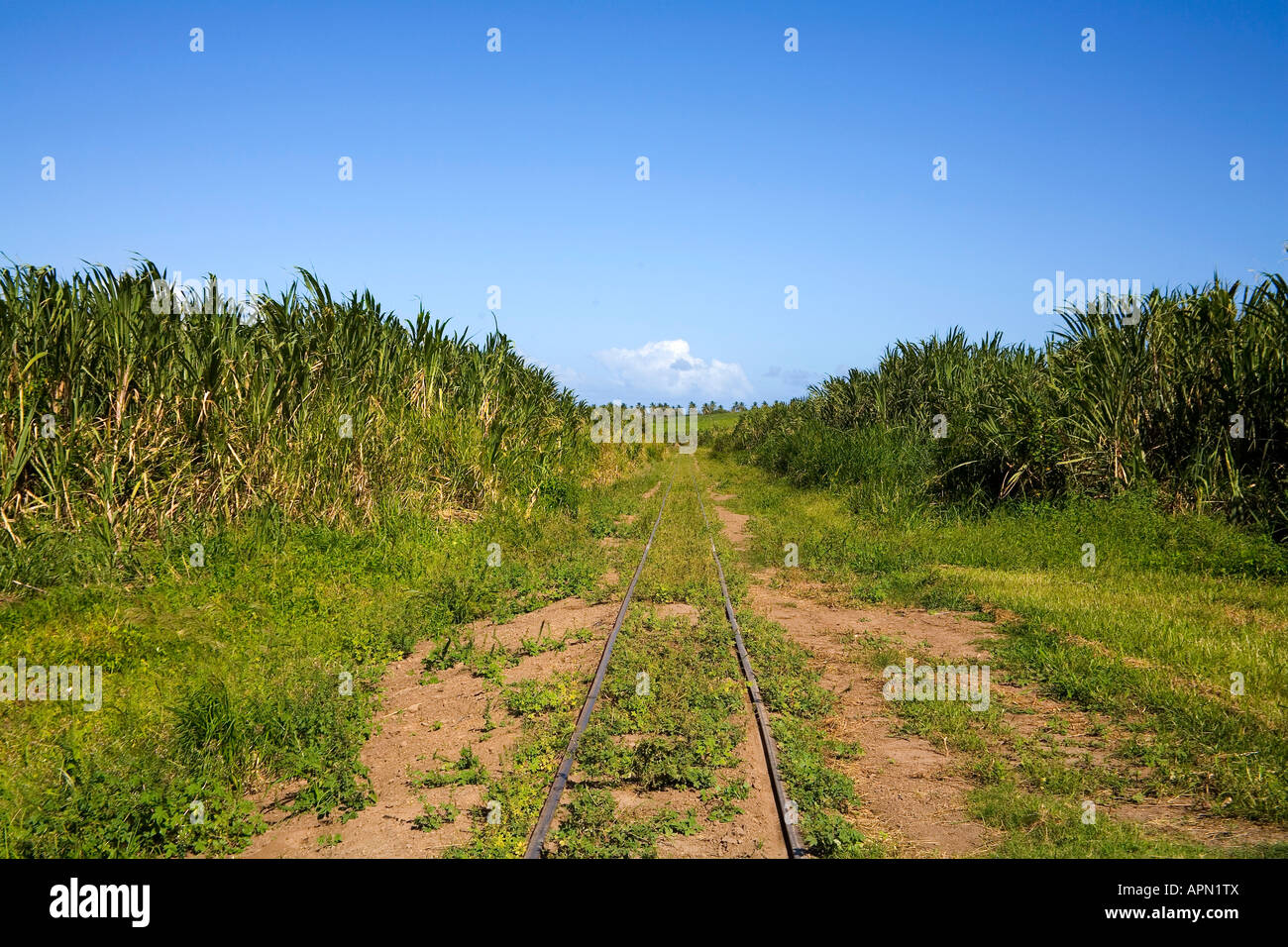 Alten Zuckerplantage in St. Kitts in der Karibik Stockfoto