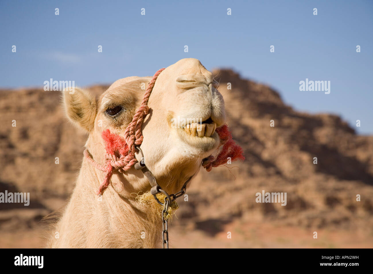 Nahaufnahme von einem Kamel Gesicht Stockfoto