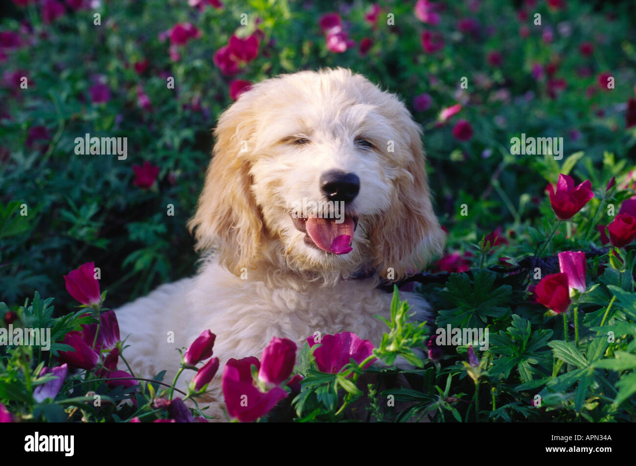 Golden Doodle Welpen Mischling Hund Essen Blumen Stockfoto