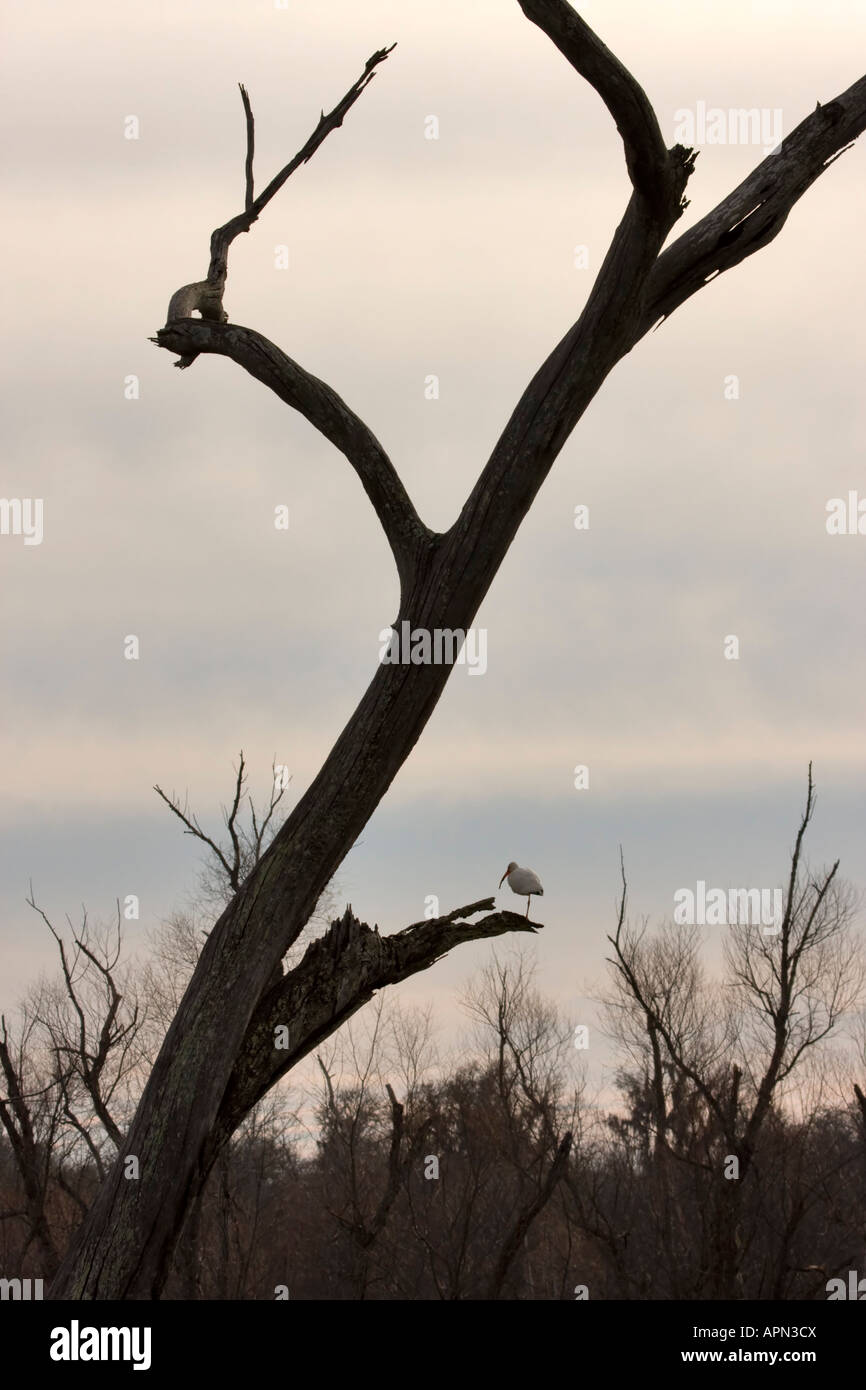 Silhouette eines Toten Baumes in der Abenddämmerung Stockfoto