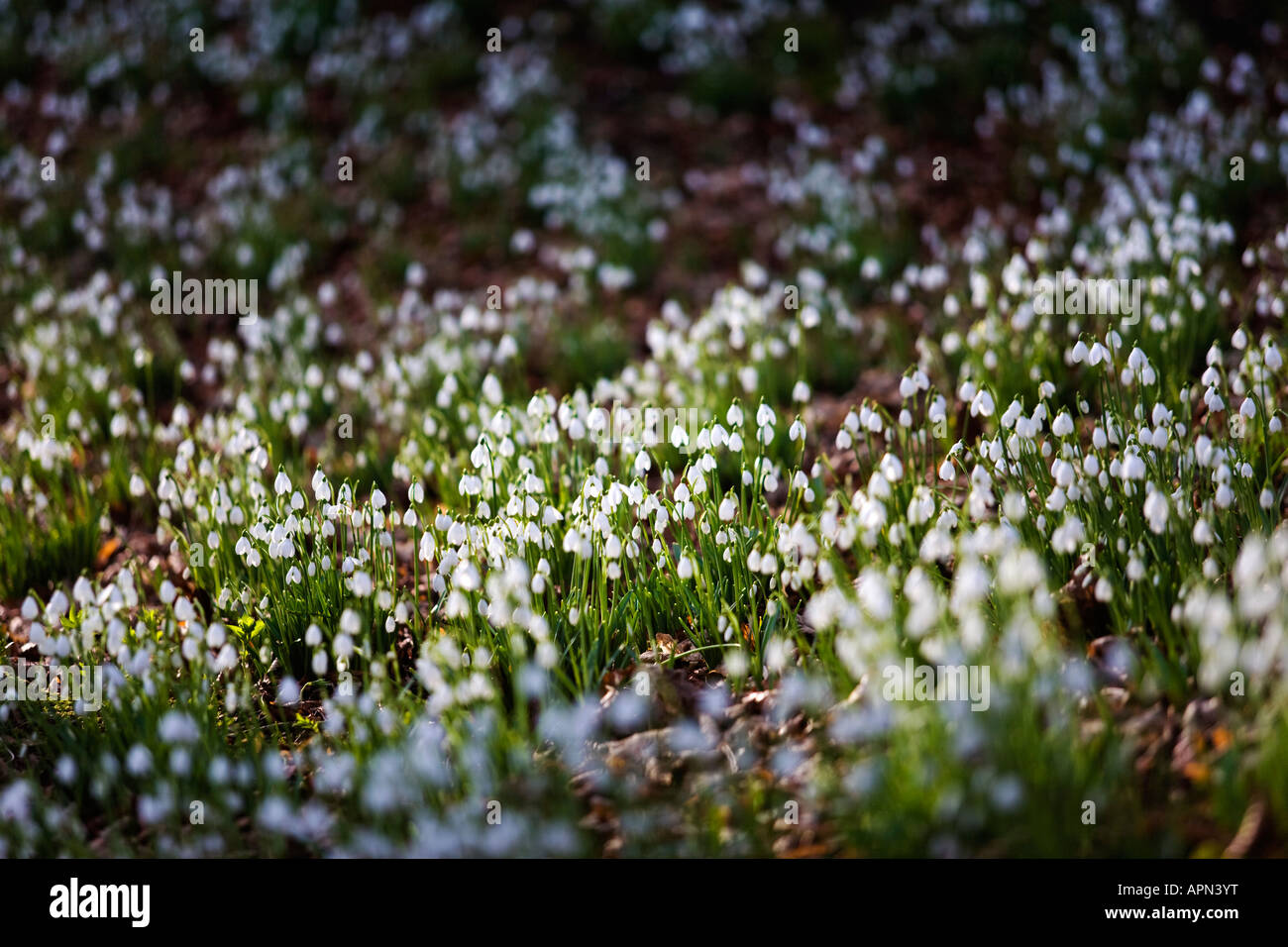 Schneeglöckchen im Colesbourne Park Estate Gloucestershire UK Stockfoto