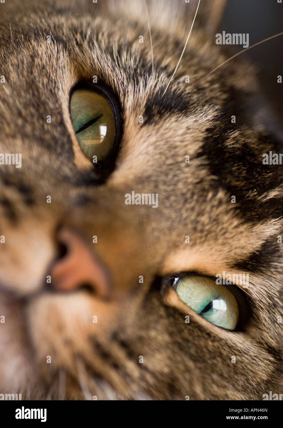 Cat, Felis catus Stockfoto