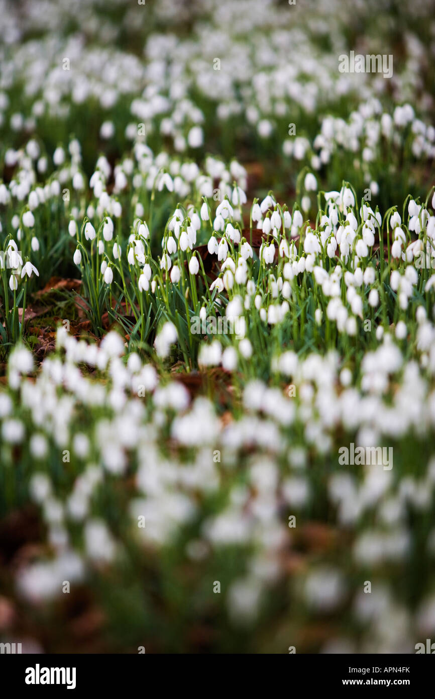 Schneeglöckchen im Colesbourne Park Estate Gloucestershire UK Stockfoto
