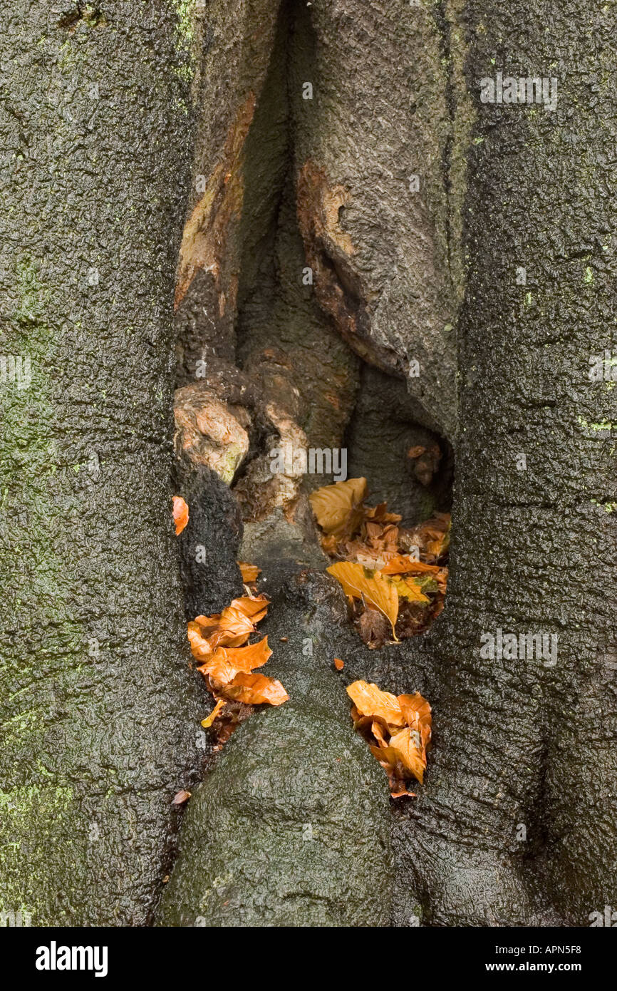 Gefallene Blätter im Herbst in Spalt in den Baumstamm Stockfoto