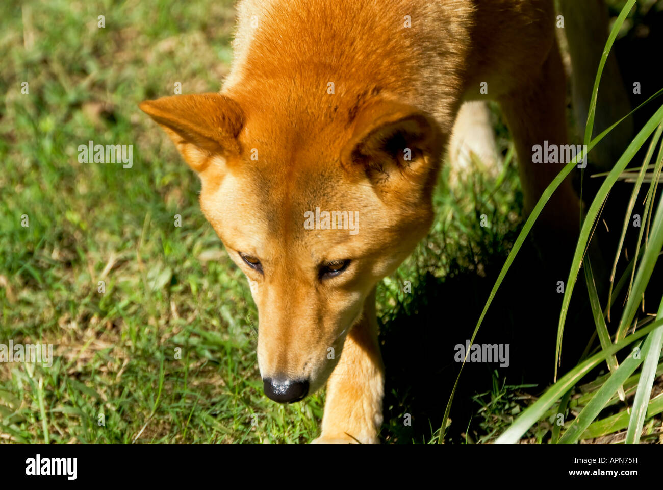 Dingo Canis Lupus dingo Stockfoto