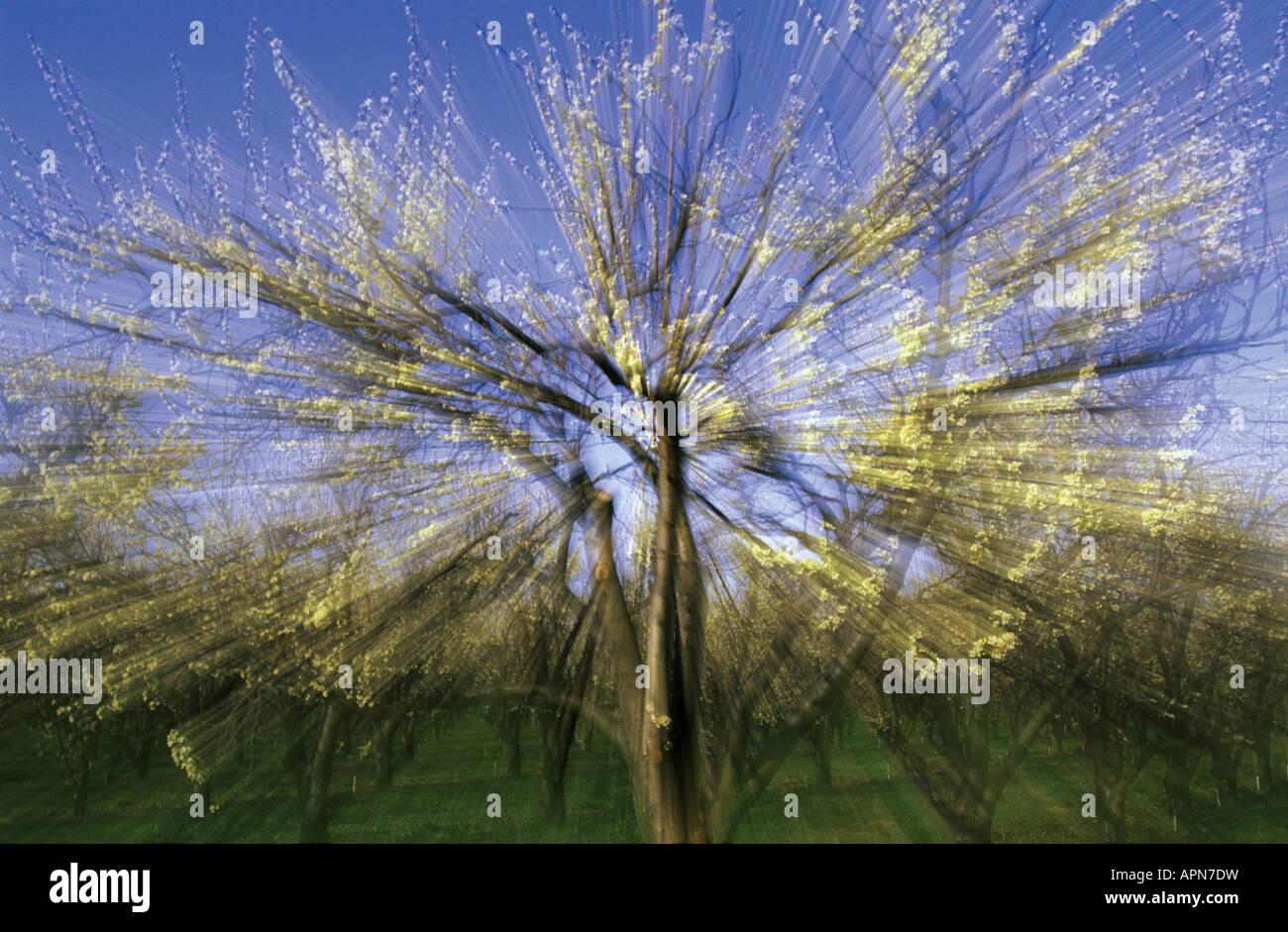 Pflaumenbaum Prunus Domestica Frühjahr blühen mit Zoom-Objektiv akzentuiert das Platzen der Blüte Stockfoto