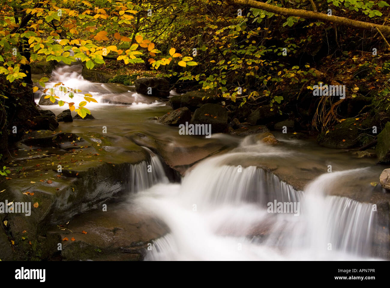 Stream mit Herbst Bäume durch Clydach Schlucht South Wales UK Stockfoto