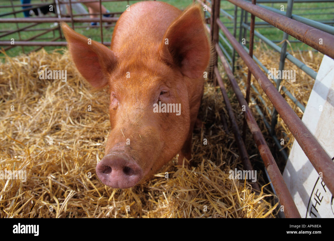 Tamworth zeigen Schwein an die Bucks county show Stockfoto
