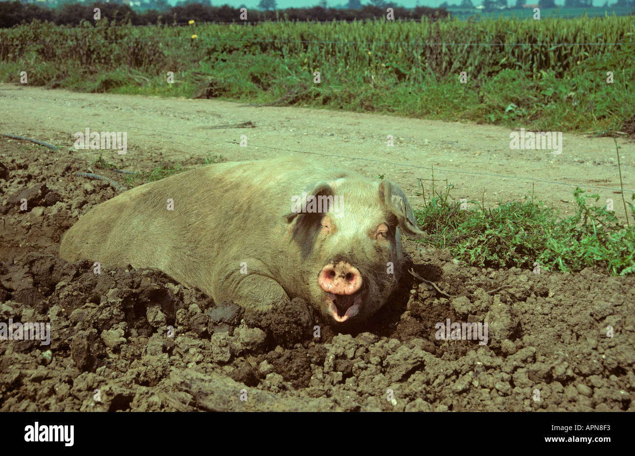 Katze im Wallow Sommer Buckinghamshire UK Stockfoto