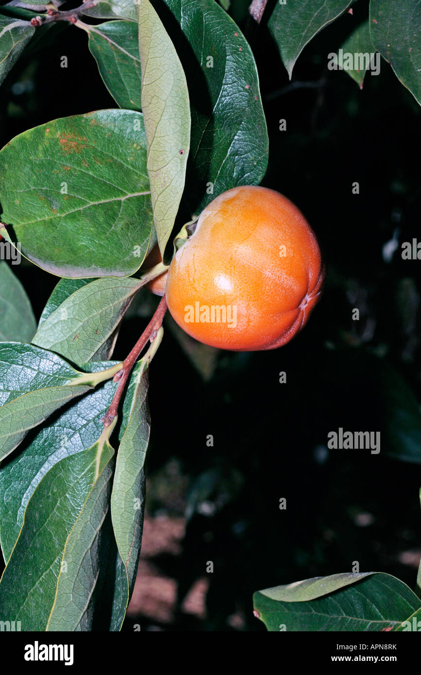 Frucht des japanischen Datum Pflaume/Kaki Baum-Diospyros Kaki-Familie Ebenaceae Stockfoto