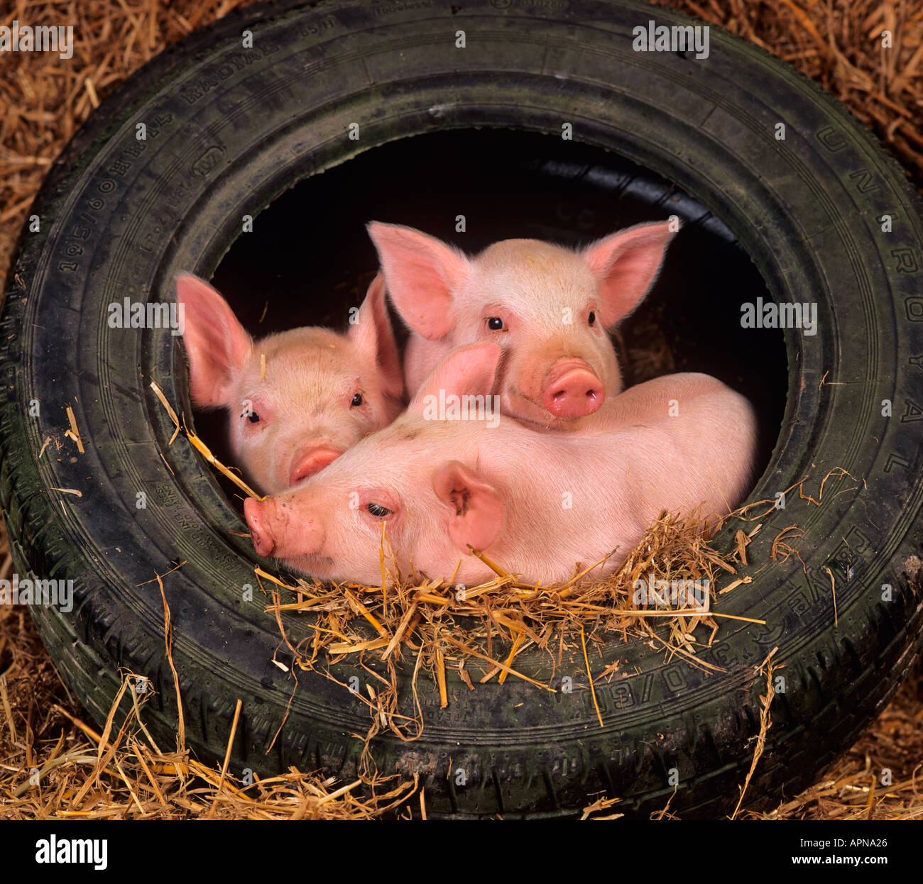 Große weiße Ferkel in Autoreifen Stockfoto