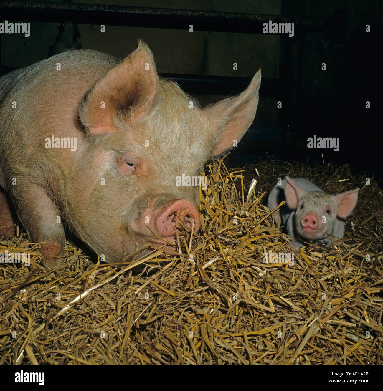 Mittlere weiße Sau und Ferkel Stockfoto