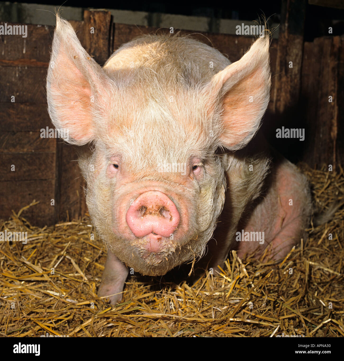 Mittlere weiße Sau in Scheune Stockfoto