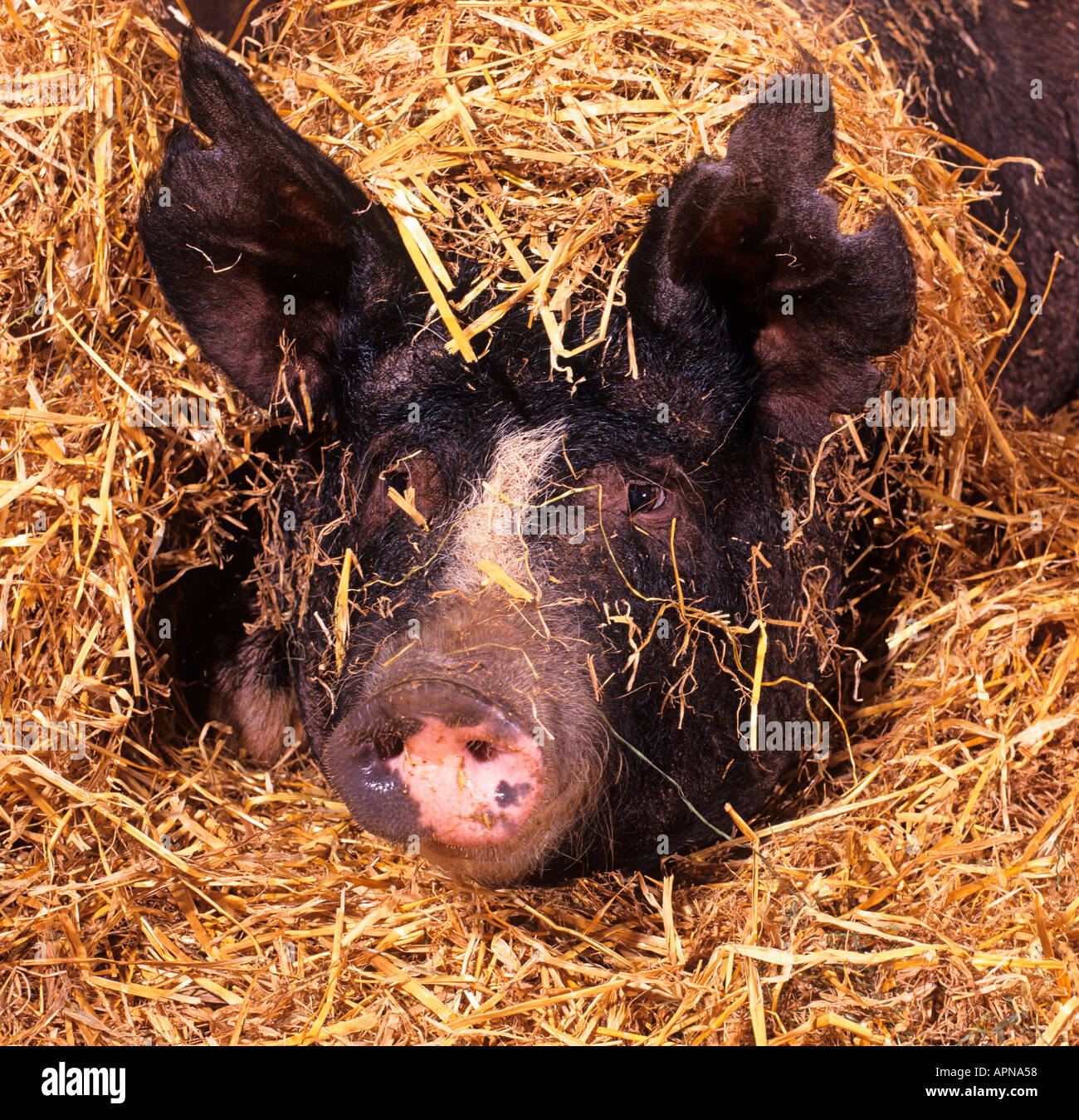Alten Berkshire-Sauen in Stroh Einstreu Stockfoto