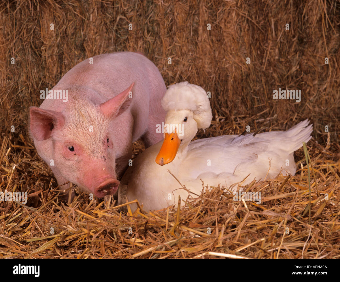 Große weiße Ferkel und erklommene Ente Stockfoto