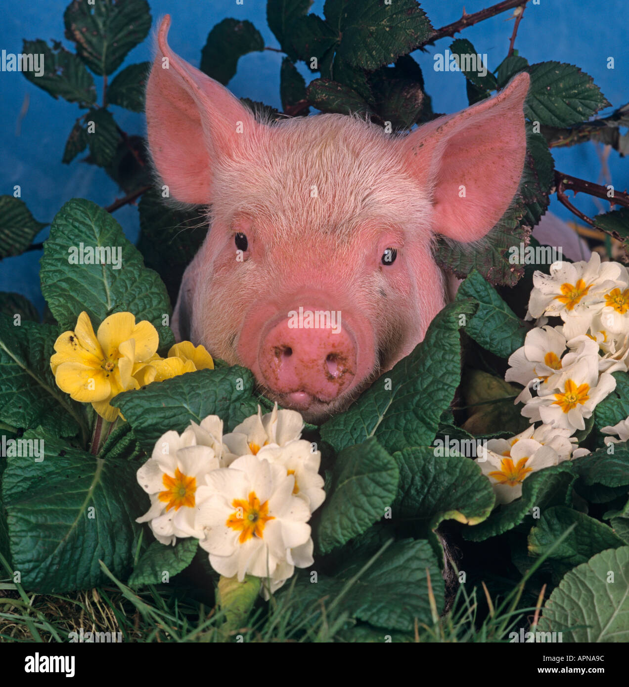 Große weiße Ferkel und Blumen Stockfoto