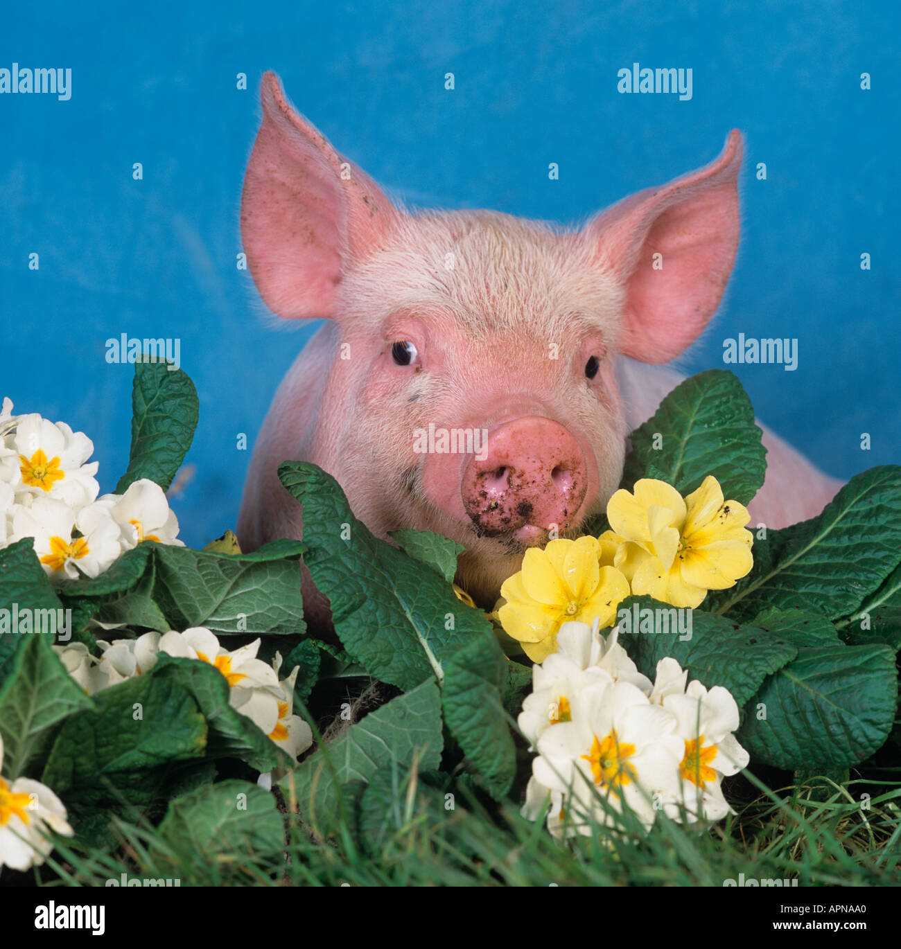 Große weiße Ferkel und Blumen Stockfoto