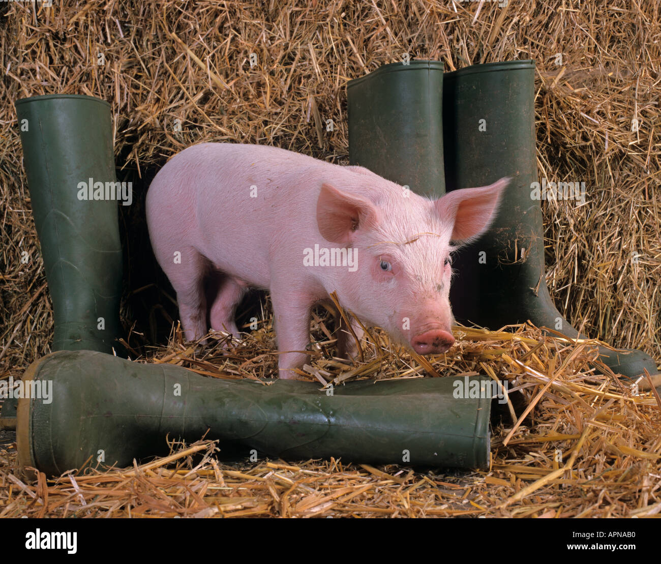 Große weiße Ferkel grüne Gummistiefel Stockfoto