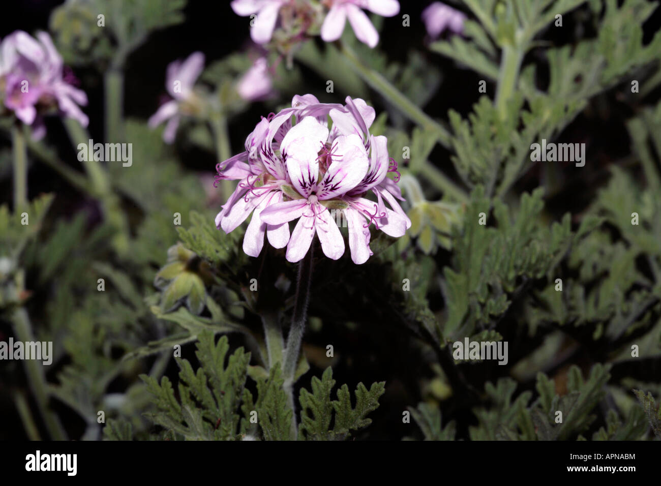 Pelargonium/Geranien-Pelargonien Graveolus - Familie Geraniaceae Stockfoto