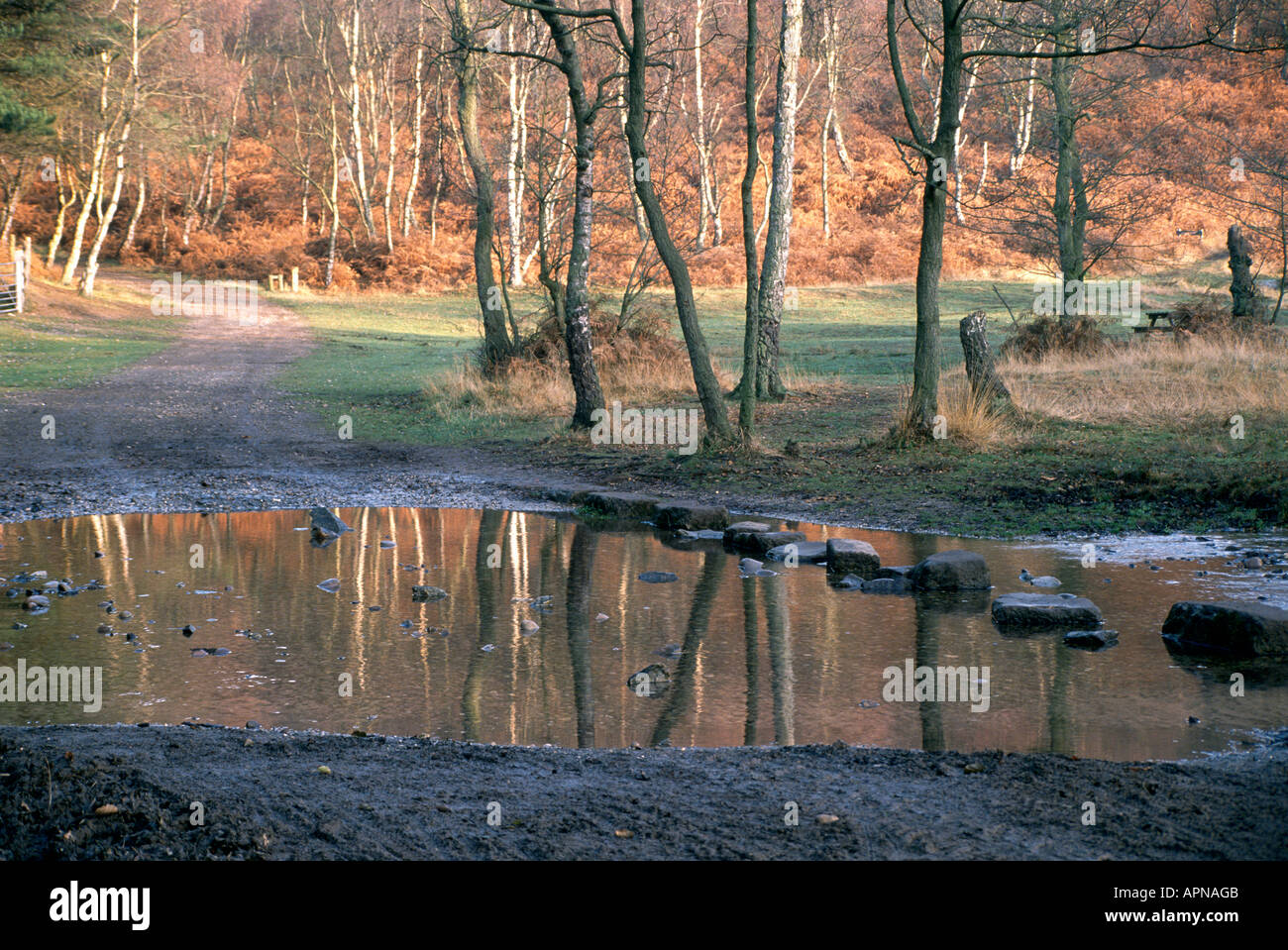 Trittsteine über einen kleinen Pool von Wasser unter den Bäumen in den Wäldern bei Sherbrooke Tal Cannock Chase Stockfoto