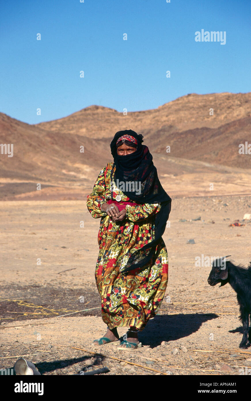 Eine israelische Beduinen mit einem schwarzen Kopftuch über ihren Kopf und Ihre Schultern neben eine kleine schwarze Ziege aus ihrer Herde in der Nähe einer Wasserstelle in der kargen Wüsten der Sinai-Halbinsel Stockfoto
