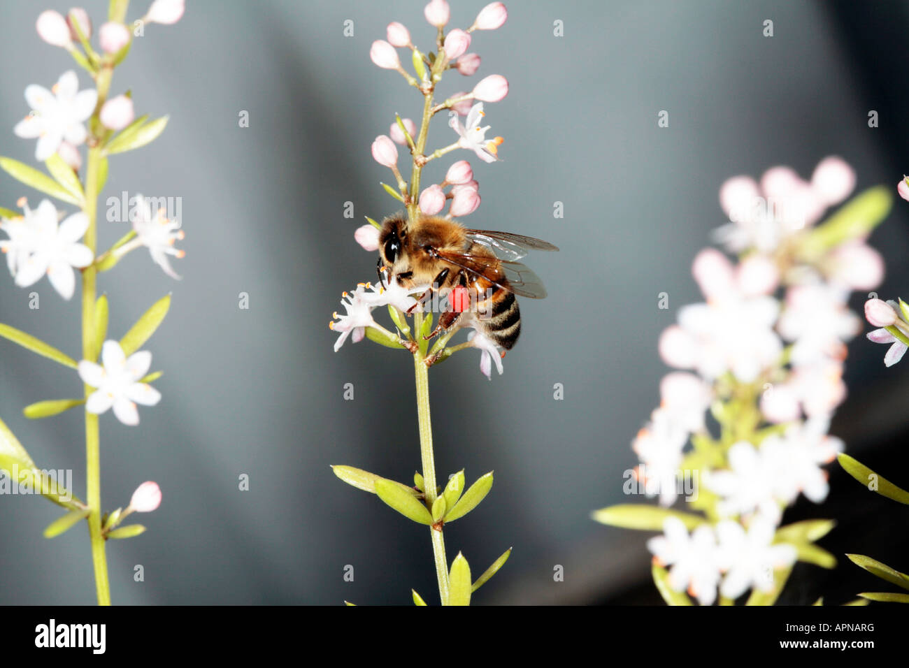 Honig Biene - Apis Mellifera - sammeln von Pollen von Spargel Farn Blume Stockfoto