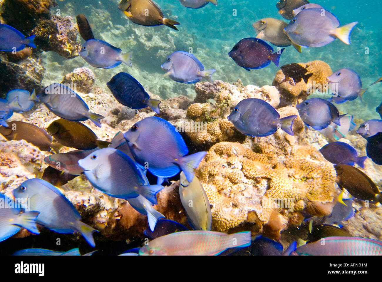 St. John, US Virgin Islands - Unterwasser Schuß einer Schule der lila Riff Fische schwimmen über die Felsen und Korallen nur aus St. John in den US Virgin Islands. Stockfoto