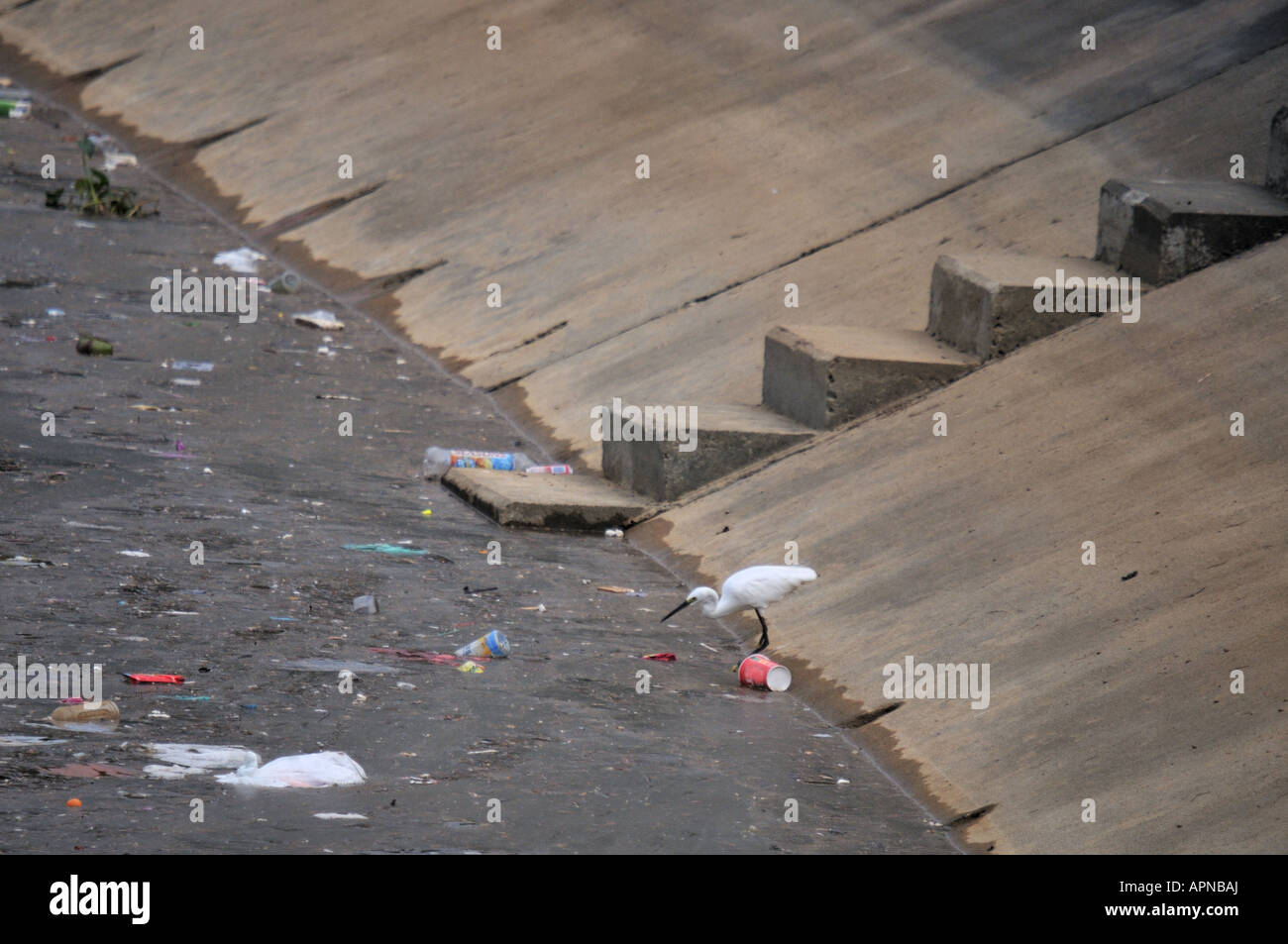 Silberreiher und Umweltverschmutzung in einem Land entwickeln Stockfoto Silberreiher und Umweltverschmutzung in einem Land entwickeln Stockfoto