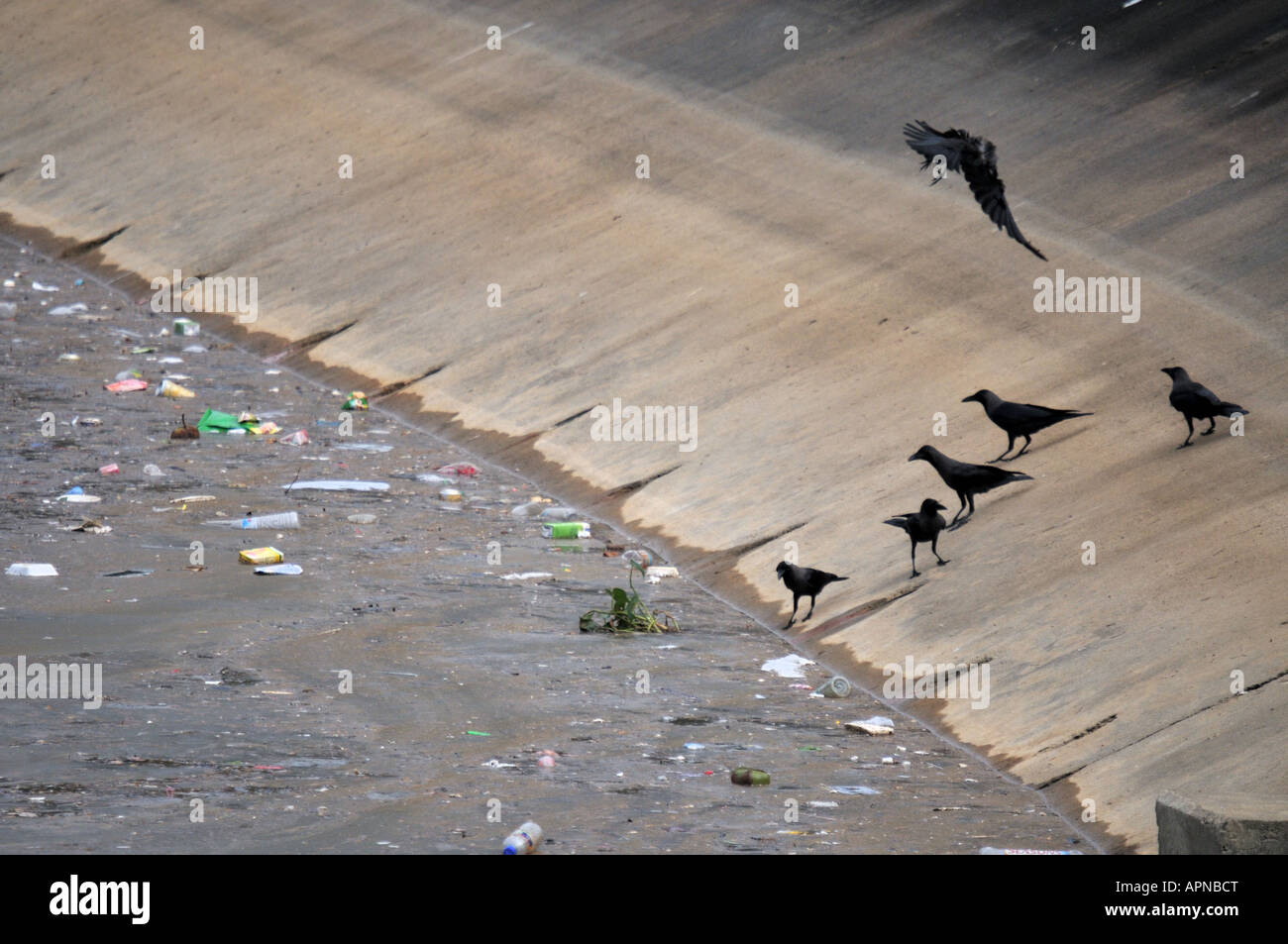 Krähen und Umweltverschmutzung in einem Land entwickeln Stockfoto Krähen und Umweltverschmutzung in einem Land entwickeln Stockfoto