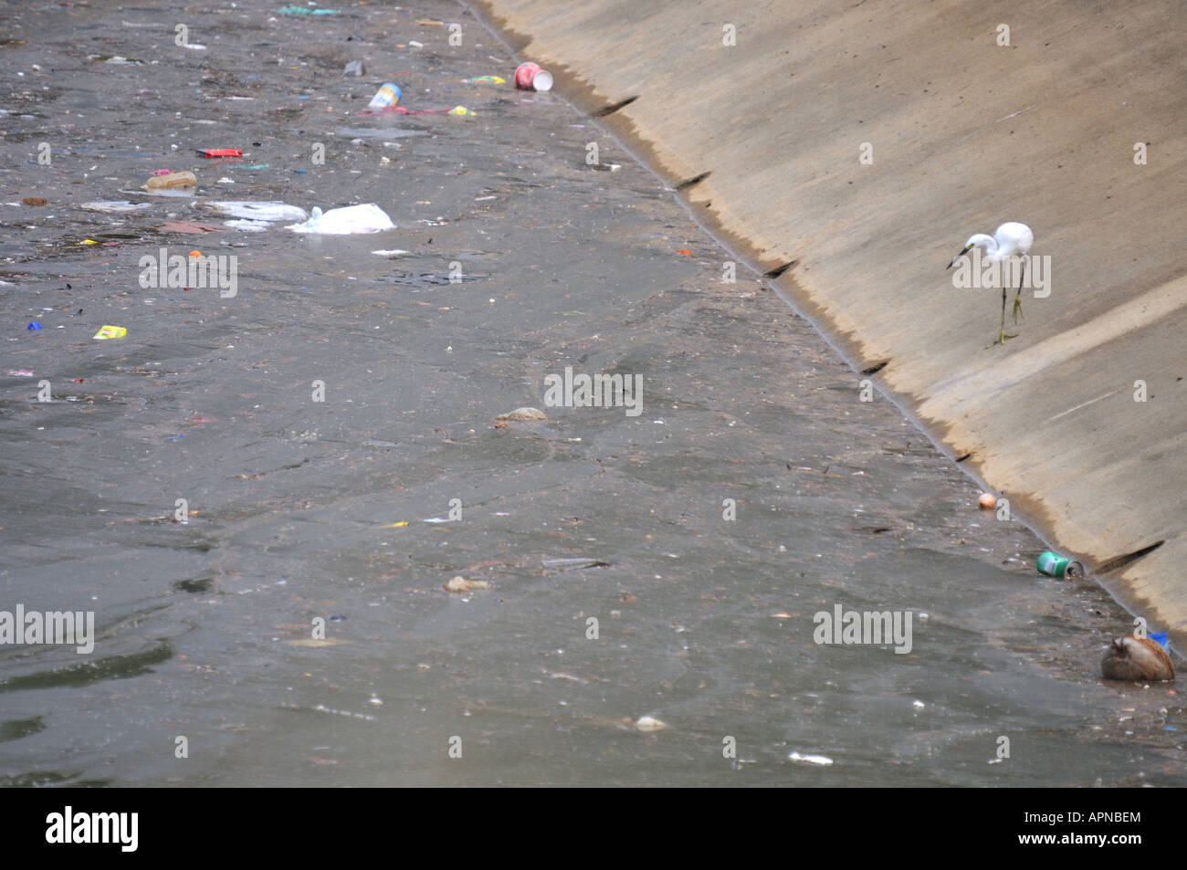 Vogel und Umweltverschmutzung in einem Land entwickeln Stockfoto Vogel und Umweltverschmutzung in einem Land entwickeln Stockfoto
