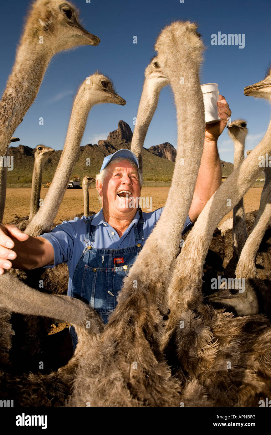 Rooster Cogburn Ostrich Ranch in Arizona, eine skurrile Attraktion am Straßenrand mit Straußen, Tieren und familienfreundlichem Spaß am Highway. Stockfoto