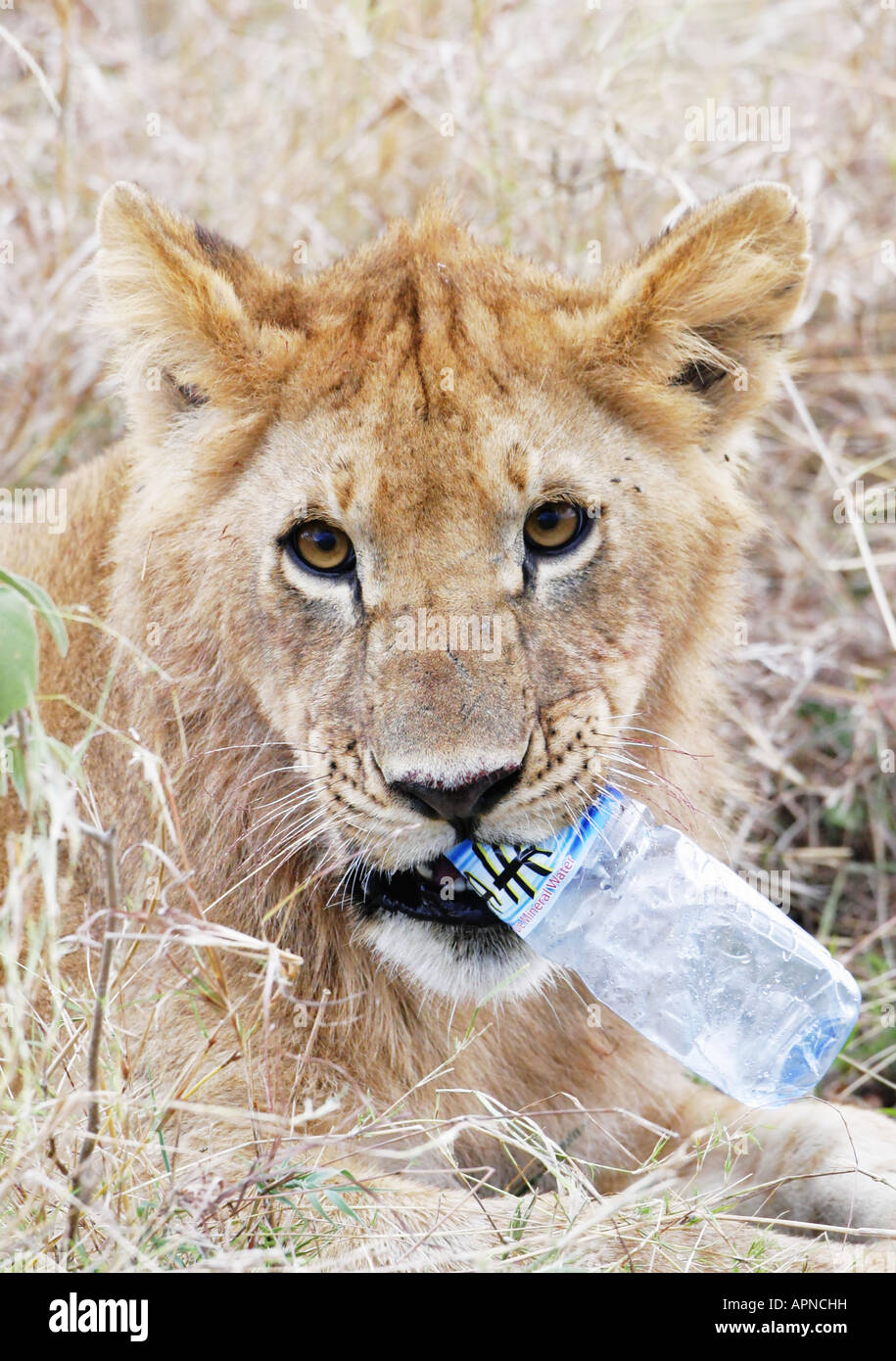 Junge Löwen spielen mit Kunststoff-Flasche im Mund Stockfoto
