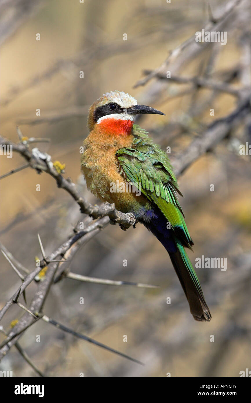 Weiße fronted Bienenfresser thront in Kenia Stockfoto