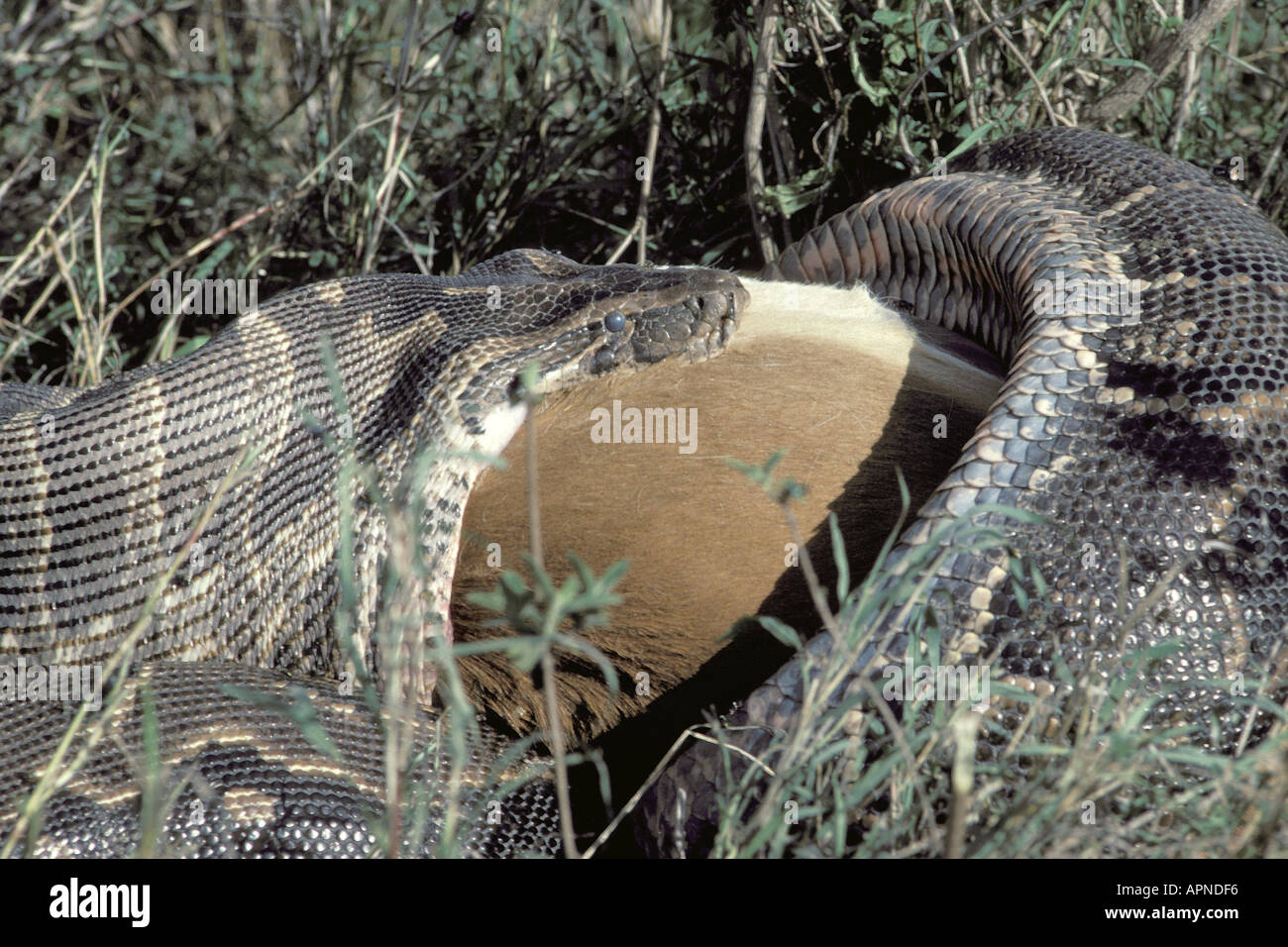 Afrikanischen Python Wasser Python, African rock-Python (Python Sebae), Fütterung auf Impala, Kenia, Nairobi NP Stockfoto